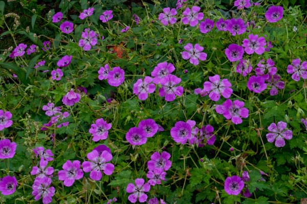Geranium wallichianum 'Rozette'