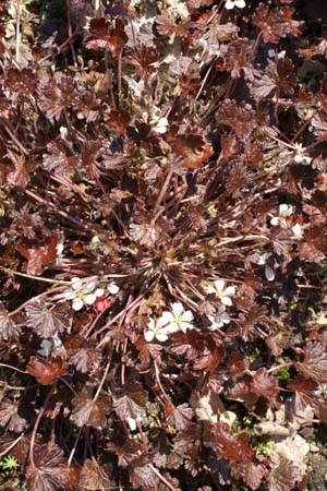 GERANIUM 'Welsh Guiness'