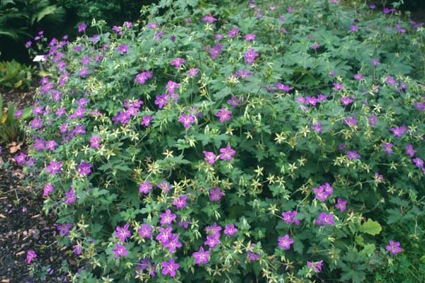 GERANIUM wlassovianum