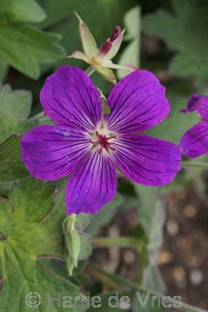 Geranium wlassovianum 'Lakwijk Star'