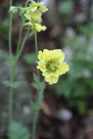 GEUM 'Banana Daiquiri'