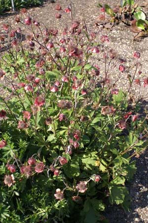 Geum 'Bell Bank'