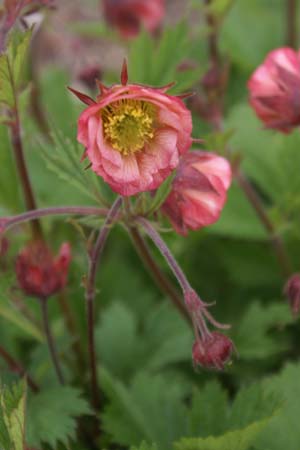 Geum 'Bell Bank'