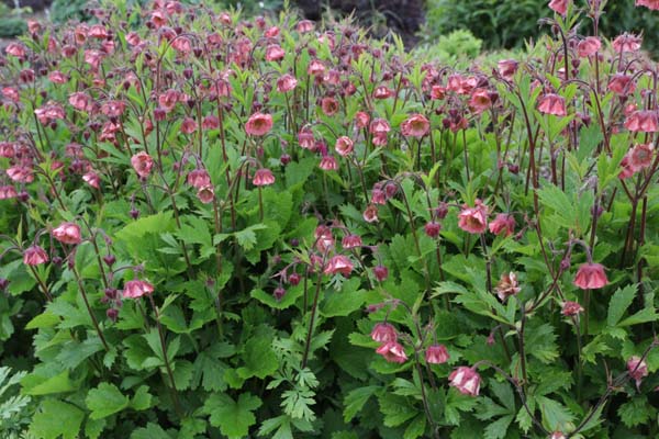Geum 'Bell Bank'