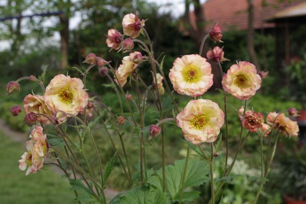Geum 'Cosmopolitan'
