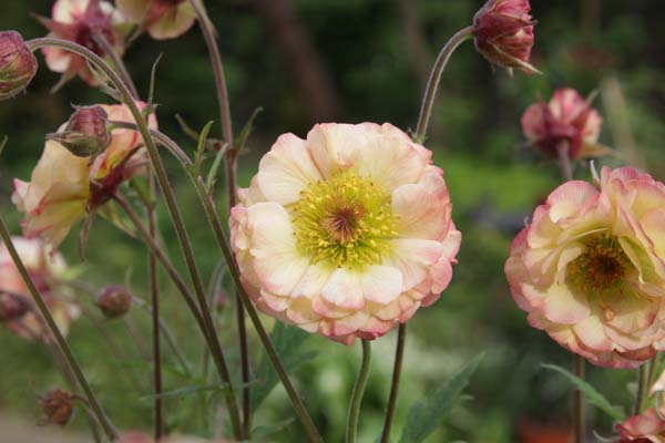 Geum 'Cosmopolitan'