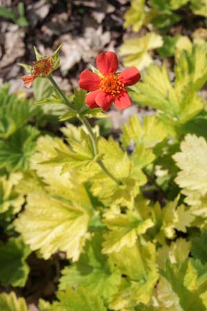 Geum coccineum 'Eos'