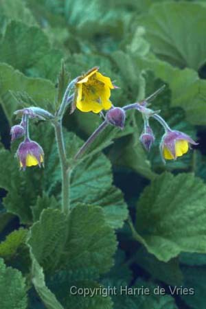 Geum