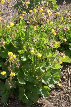 GEUM 'Farmer John Cross'