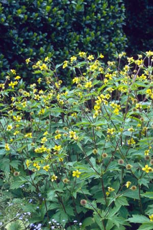 GEUM fauriei x kamtschaticum