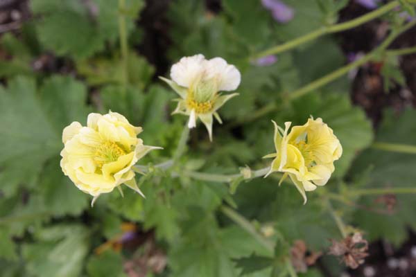 Geum 'Gimlet'