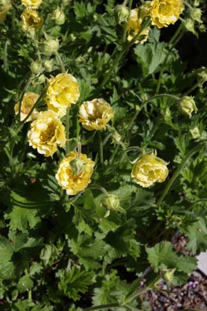 Geum 'Gimlet'