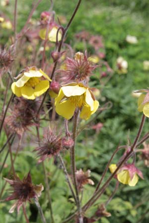 Geum 'Lisanne'