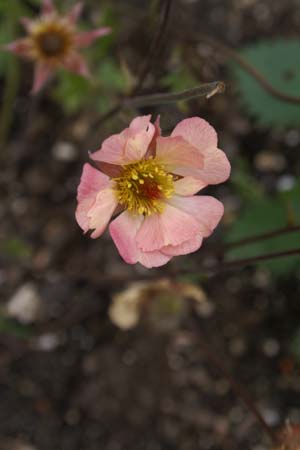 Geum 'Mai Tai'