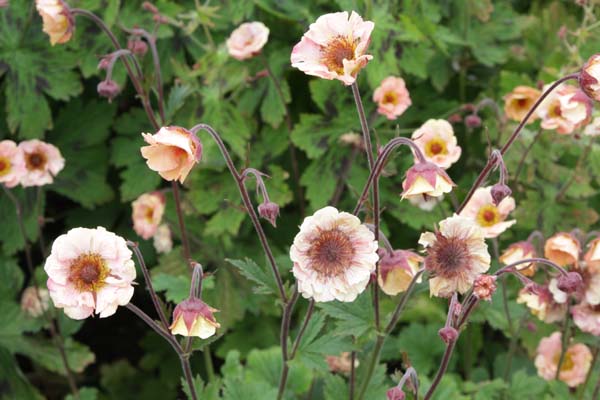 Geum 'Mai Tai'