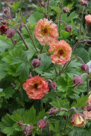 Geum 'Mai Tai'