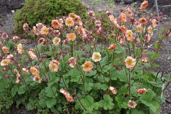Geum 'Mai Tai'