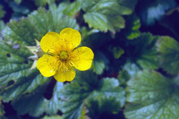 GEUM montanum 'Diana'