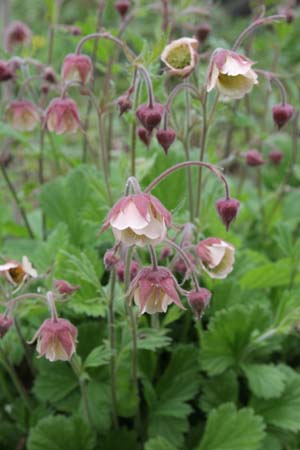 GEUM 'Mrs.W. Moore'