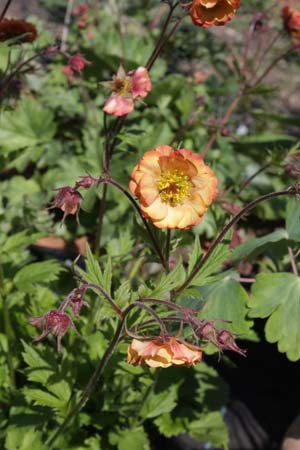 Geum 'Nonna'