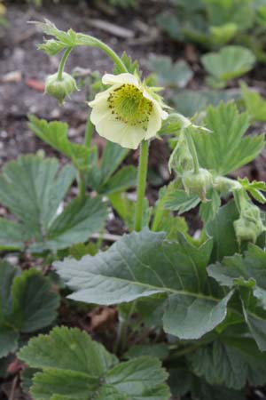 GEUM rivale 'Leonards Variety'