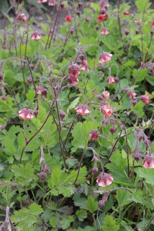 Geum rivale 'Leonards Variety'
