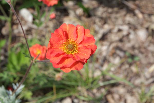 Geum 'Tempest Scarlet'