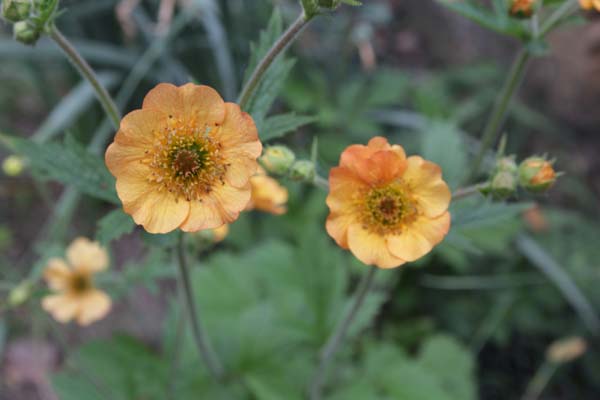 Geum 'Tempest Scarlet'