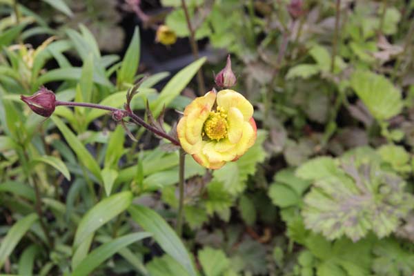 GEUM 'Tequila Sunrise'