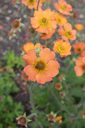 Geum 'Totally Tangerine'