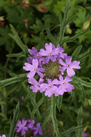 Glandularia bipinnatifida bipinnatifida