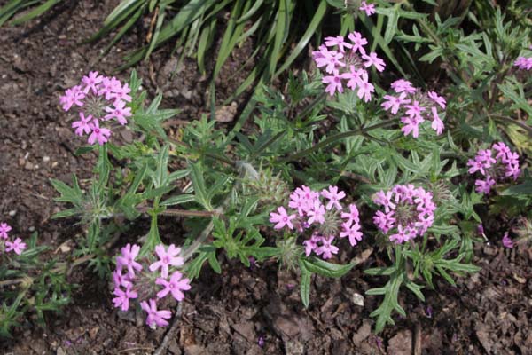 Glandularia bipinnatifida bipinnatifida