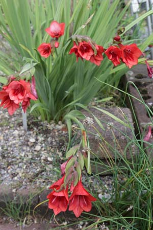 Gladiolus flanaganii