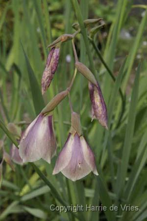 Gladiolus