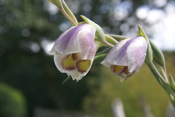 GLADIOLUS papilio