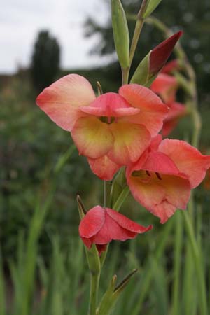 Gladiolus papilio 'David Hills'