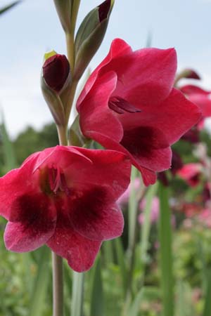 Gladiolus