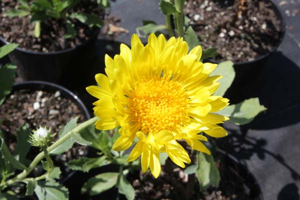 GRINDELIA chiloensis