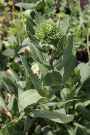 Grindelia integrifolia