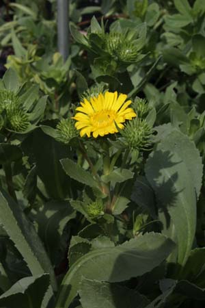 Grindelia integrifolia