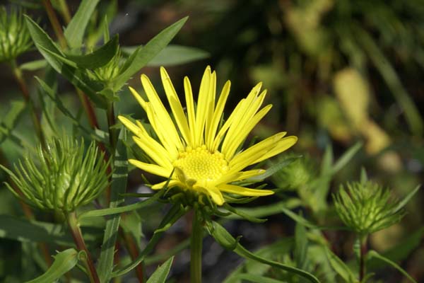 GRINDELIA lanceolata