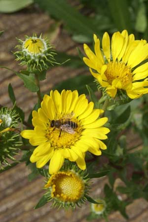 Grindelia