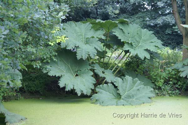 Gunnera