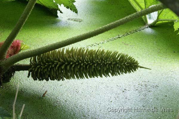 Gunnera manicata