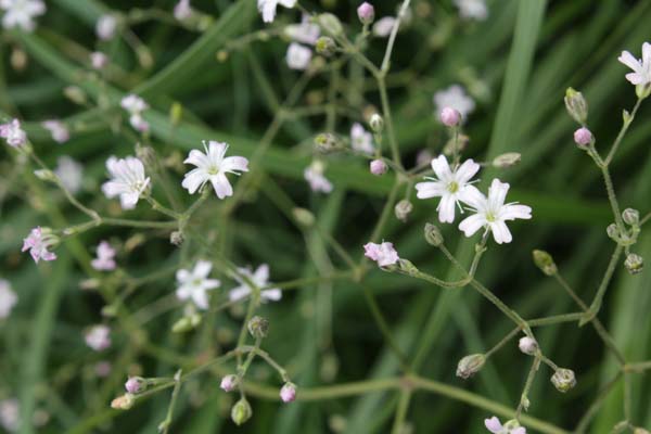 Gypsophila oldhamiana