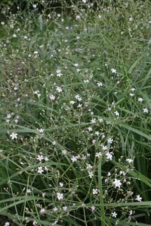 Gypsophila oldhamiana