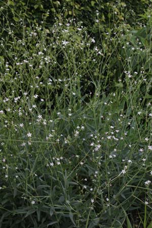 Gypsophila oldhamiana