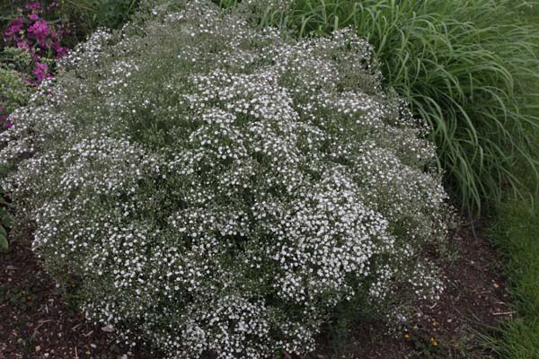 Gypsophila paniculata 'Summer Sparkles'