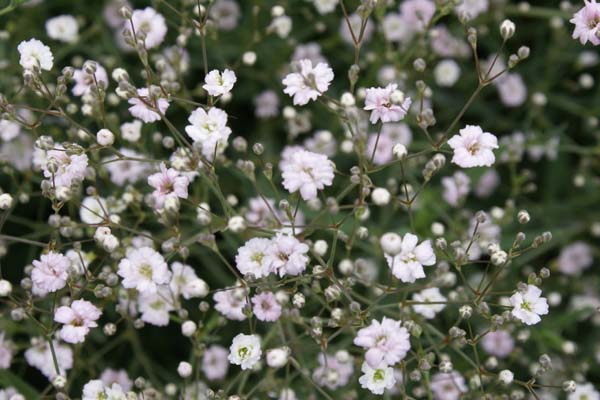 Gypsophila 'Rosenschleier'