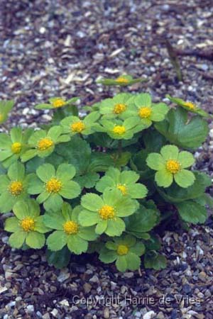 Hacquetia epipactis